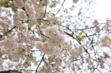 ünlü Hamarikyu bahçeleri, park Chuo bölgesi