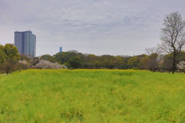 Hamarikyu Bahçeleri bir geleneksel Japon Bahçesi olduğunu 