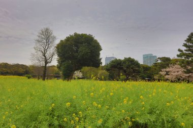 Hamarikyu Bahçeleri bir geleneksel Japon Bahçesi olduğunu 