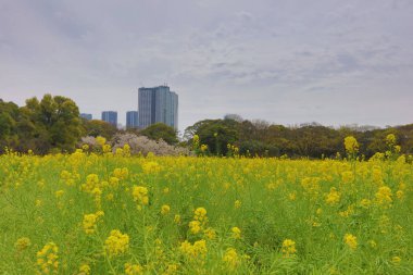 Hamarikyu Bahçeleri bir geleneksel Japon Bahçesi olduğunu 