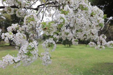 ünlü Hamarikyu bahçeleri, park Chuo bölgesi