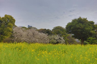 Hamarikyu Bahçeleri bir geleneksel Japon Bahçesi olduğunu 