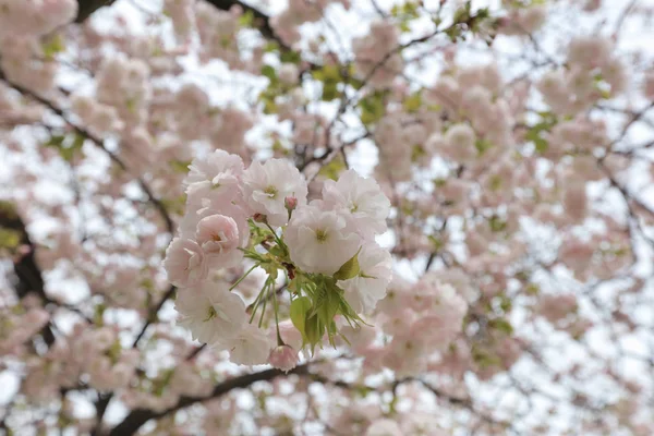 ünlü Hamarikyu bahçeleri, park Chuo bölgesi