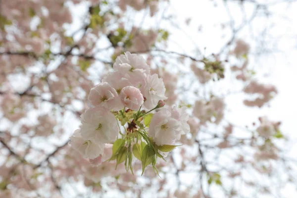 ünlü Hamarikyu bahçeleri, park Chuo bölgesi