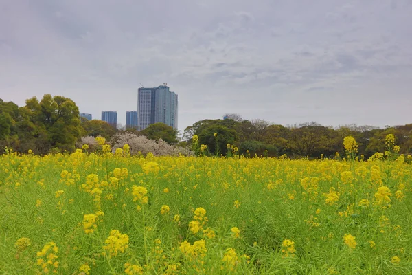Hamarikyu Bahçeleri bir geleneksel Japon Bahçesi olduğunu 