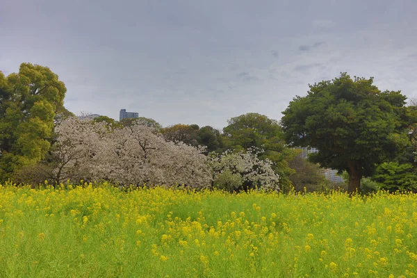 Hamarikyu Bahçeleri bir geleneksel Japon Bahçesi olduğunu 