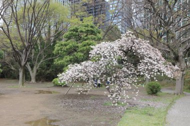 ünlü Hamarikyu bahçeleri. Kiraz yaprakları.