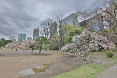 Tokyo, Japonya - ünlü Hamarikyu Bahçeleri