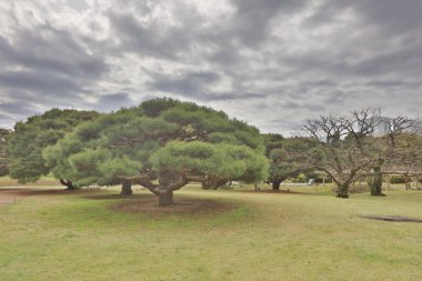 Tokyo Hamarikyu bahçeleri