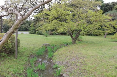 Tokyo Hamarikyu bahçeleri