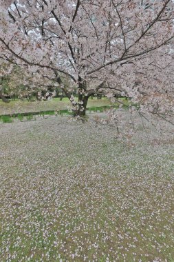 Tokyo, Japonya - ünlü Hamarikyu Bahçeleri