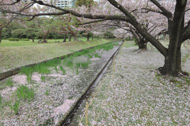 ünlü Hamarikyu bahçeleri, park Chuo bölgesi