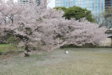 ünlü Hamarikyu bahçeleri, park Chuo bölgesi