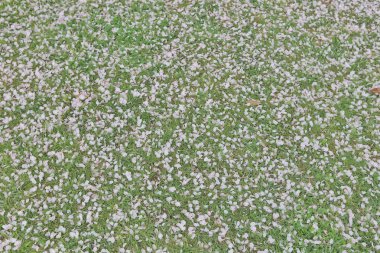 ünlü Hamarikyu bahçeleri. Kiraz yaprakları.