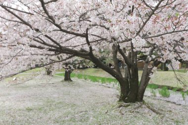ünlü Hamarikyu bahçeleri, park Chuo bölgesi