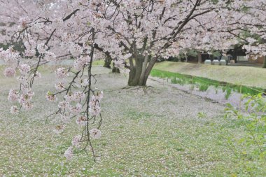 ünlü Hamarikyu bahçeleri. Kiraz yaprakları.