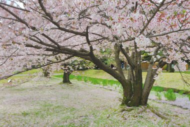 ünlü Hamarikyu bahçeleri. Kiraz yaprakları.
