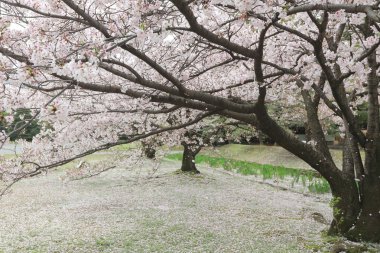 ünlü Hamarikyu bahçeleri, park Chuo bölgesi