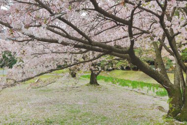 ünlü Hamarikyu bahçeleri, park Chuo bölgesi
