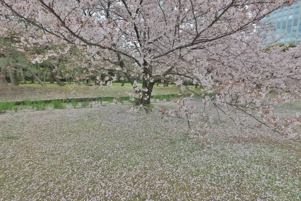 Famosi giardini Hamarikyu, parco nel quartiere di Chuo — Foto Stock