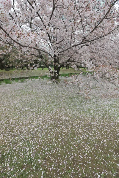 En los famosos jardines Hamarikyu. Pétalos de cereza . — Foto de Stock