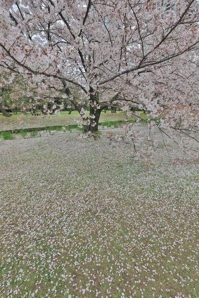 Tokyo, Japonya - ünlü Hamarikyu Bahçeleri