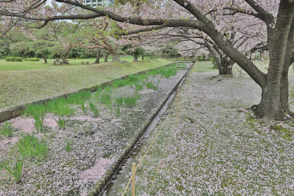 En los famosos jardines Hamarikyu. Pétalos de cereza . —  Fotos de Stock