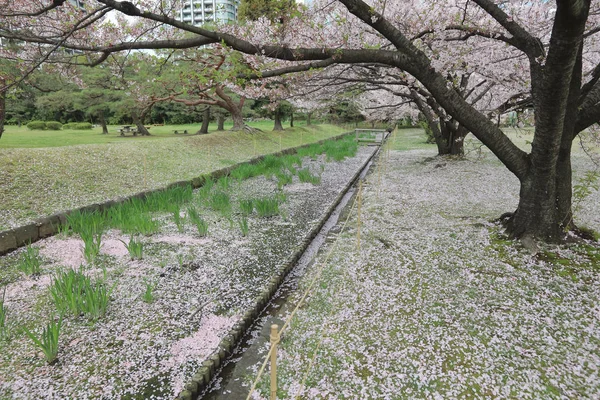 ünlü Hamarikyu bahçeleri, park Chuo bölgesi