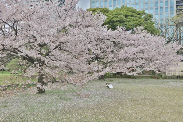 Famous Hamarikyu Gardens, park in Chuo district — Stock Photo, Image