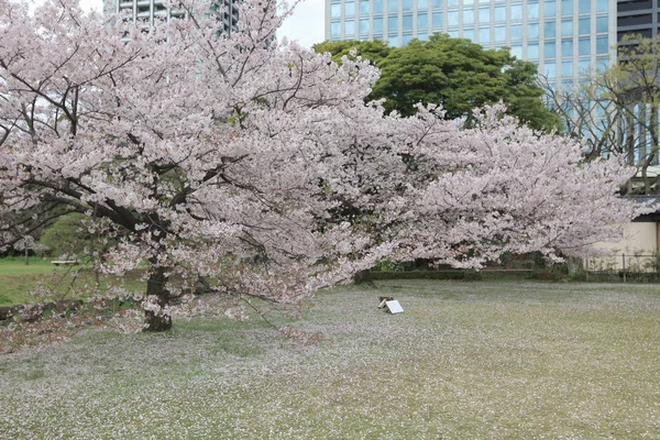Berömda Hamarikyu-trädgården, parken i Chuo-distriktet — Stockfoto