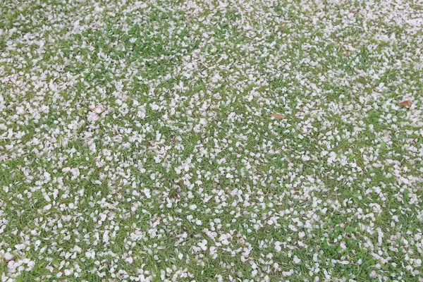 유명한 하 마리 큐 정원. 벚꽃 꽃잎. — 스톡 사진