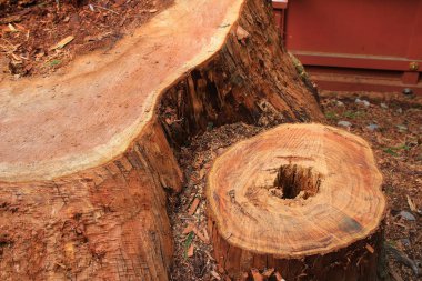 .Eski ağaç kabuğu doku, patture.