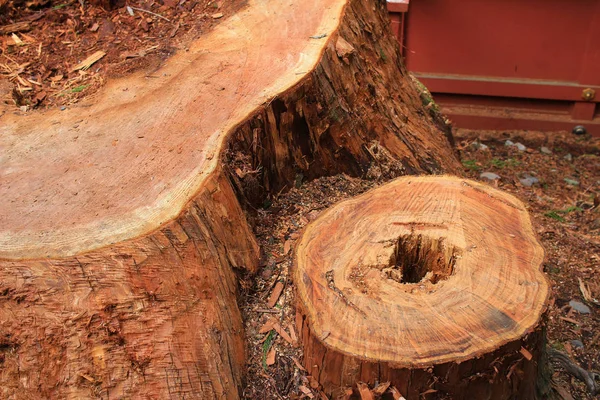 .Eski ağaç kabuğu doku, patture.