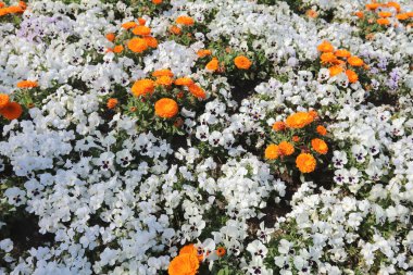 Çiçekler içinde Yamashita Park Yatak