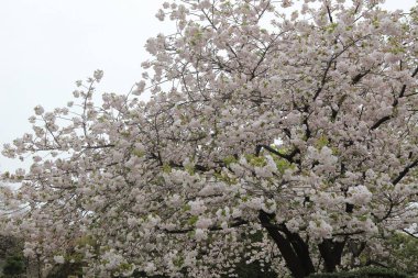 Bahar kiraz çiçekleri, pembe çiçekler.