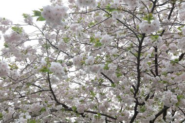 Bahar kiraz çiçekleri, pembe çiçekler.