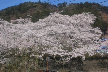 Bahar, kiraz çiçeği Sakura içinde Japonya