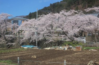 Bahar, kiraz çiçeği Sakura içinde Japonya