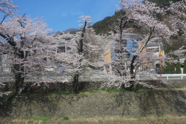 Bahar, kiraz çiçeği Sakura içinde Japonya