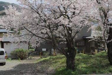 Güzel ve renkli kiraz çiçekleri