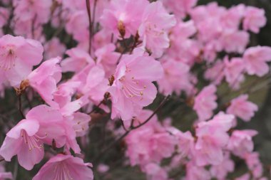 Nikko, Japonya - bahar kiraz çiçeği ile park