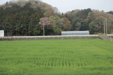 Nikko Kinugawa trenle manzara 