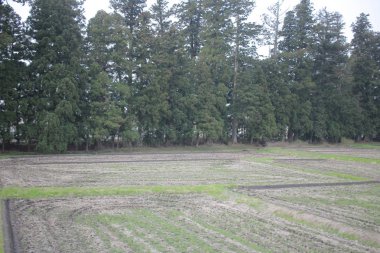 kırsal trenle görünümünü 