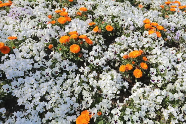 Çiçekler içinde Yamashita Park Yatak