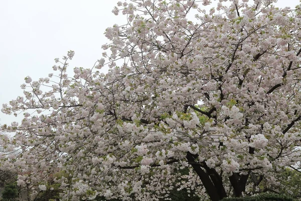 Bahar kiraz çiçekleri, pembe çiçekler.