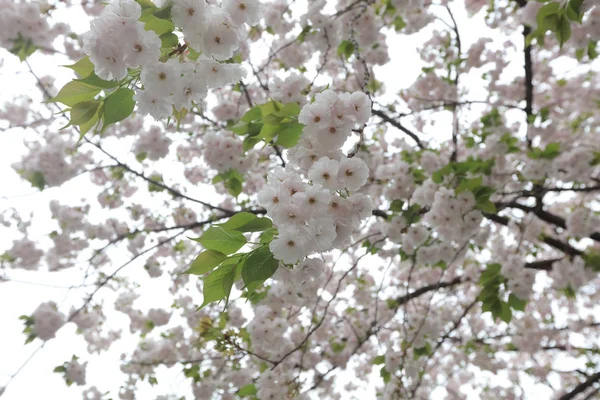 Bahar kiraz çiçekleri, pembe çiçekler.