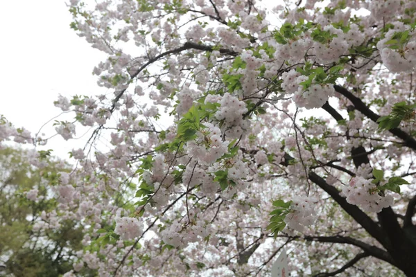 Bahar kiraz çiçekleri, pembe çiçekler. — Stok fotoğraf