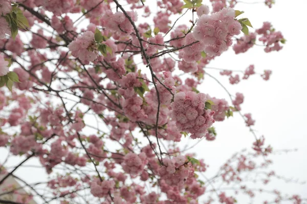 Весняне цвітіння вишні, рожеві квіти . — стокове фото