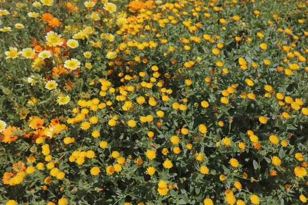 tarihsel tuğla warehous Bahçe