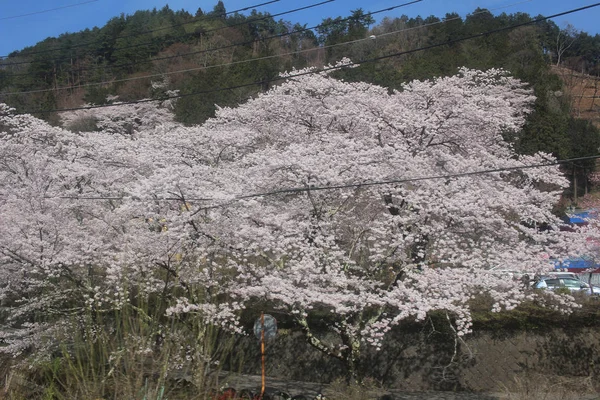 Japan in de lente, Cherry blossom Sakura — Stockfoto